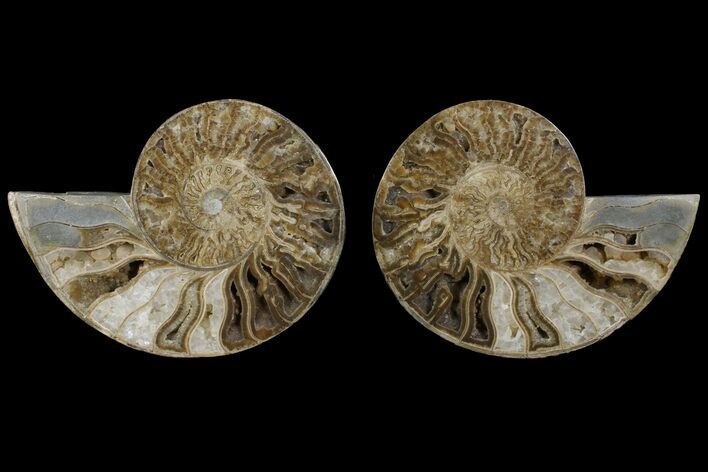 Daisy Flower Ammonite (Choffaticeras)- Madagascar #111296